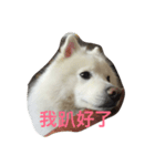 Abby is（個別スタンプ：5）