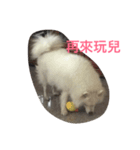 Abby is（個別スタンプ：6）