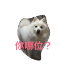 Abby is（個別スタンプ：8）