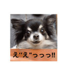 トレプンのアイドルミルトさんvol.2（個別スタンプ：5）