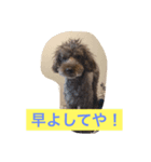 大阪弁トイプードル（個別スタンプ：1）