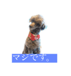 大阪弁トイプードル（個別スタンプ：2）