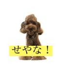 大阪弁トイプードル（個別スタンプ：3）