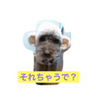 大阪弁トイプードル（個別スタンプ：4）