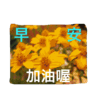 good morning/flowers（個別スタンプ：3）