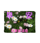 good morning/flowers（個別スタンプ：20）