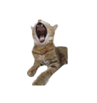 facepalm animal（個別スタンプ：1）