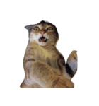 facepalm animal（個別スタンプ：2）