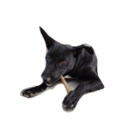 facepalm animal（個別スタンプ：5）