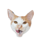 facepalm animal（個別スタンプ：6）