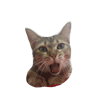 facepalm animal（個別スタンプ：7）