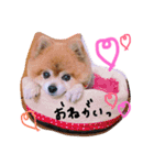 しょこちゃん。（個別スタンプ：1）