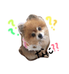しょこちゃん。（個別スタンプ：2）