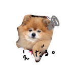 しょこちゃん。（個別スタンプ：3）