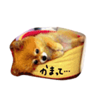 しょこちゃん。（個別スタンプ：8）