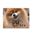 しょこちゃん。（個別スタンプ：11）