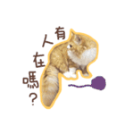 Ruby cat.（個別スタンプ：2）