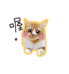 Ruby cat.（個別スタンプ：7）