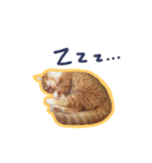 Ruby cat.（個別スタンプ：22）