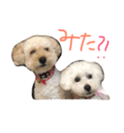 Meru＆Ruru（個別スタンプ：6）