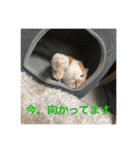 あいさつきなこ3（個別スタンプ：9）