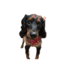 ちょこ犬（個別スタンプ：1）