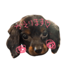 ちょこ犬（個別スタンプ：2）