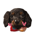 ちょこ犬（個別スタンプ：4）
