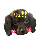 ちょこ犬（個別スタンプ：7）