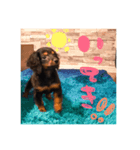 ちょこ犬（個別スタンプ：8）
