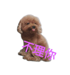 poodle la la（個別スタンプ：5）