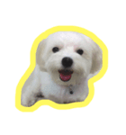 dodolife（個別スタンプ：1）