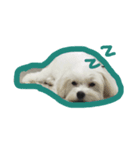 dodolife（個別スタンプ：4）