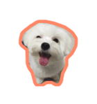 dodolife（個別スタンプ：6）