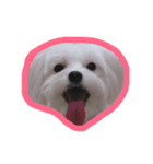dodolife（個別スタンプ：7）