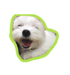 dodolife（個別スタンプ：8）