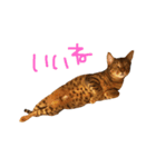 うたのすけ（個別スタンプ：12）