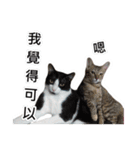 Meow Lulu（日常生活）（個別スタンプ：1）