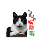Meow Lulu（日常生活）（個別スタンプ：2）