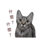 Meow Lulu（日常生活）（個別スタンプ：3）