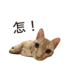 Meow Lulu（日常生活）（個別スタンプ：4）