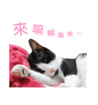 Meow Lulu（日常生活）（個別スタンプ：5）