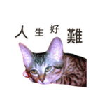 Meow Lulu（日常生活）（個別スタンプ：6）