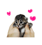 Meow Lulu（日常生活）（個別スタンプ：7）