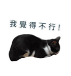 Meow Lulu（日常生活）（個別スタンプ：8）