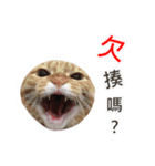 Meow Lulu（日常生活）（個別スタンプ：9）