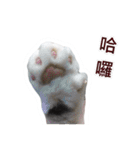 Meow Lulu（日常生活）（個別スタンプ：10）