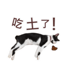 Meow Lulu（日常生活）（個別スタンプ：11）