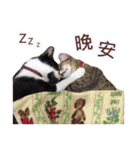 Meow Lulu（日常生活）（個別スタンプ：12）