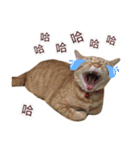Meow Lulu（日常生活）（個別スタンプ：13）